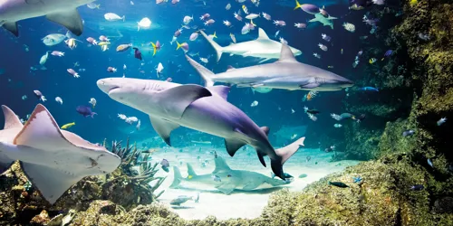 Sealife Muenchen Aquarium Haie1