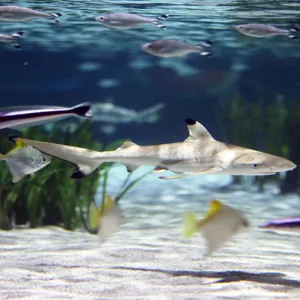 SEA LIFE Oberhausen Square