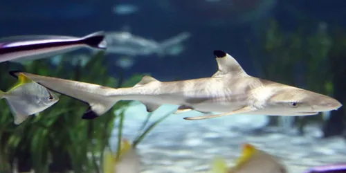 SEA LIFE Oberhausen Square