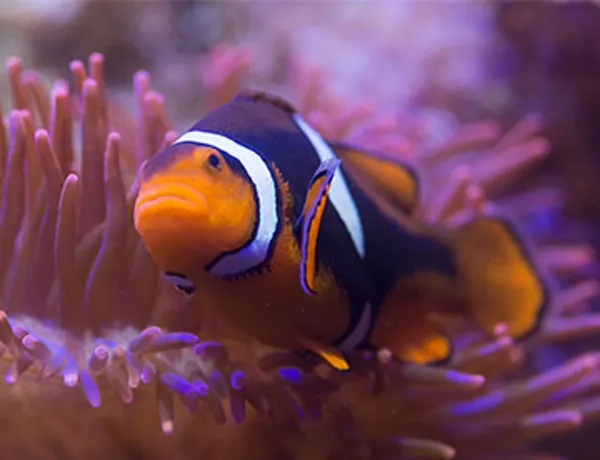 SEA LIFE Attraktionsübersicht